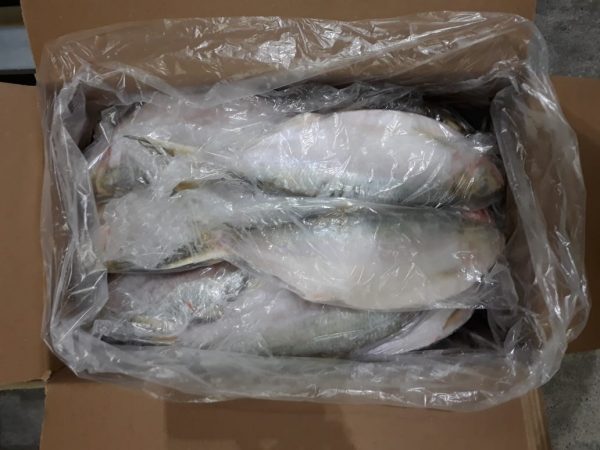Hilsa